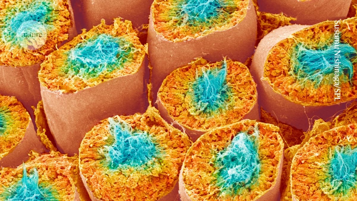Microscopic view of developing sperm cells in testicular tissue showing reproductive breakthrough