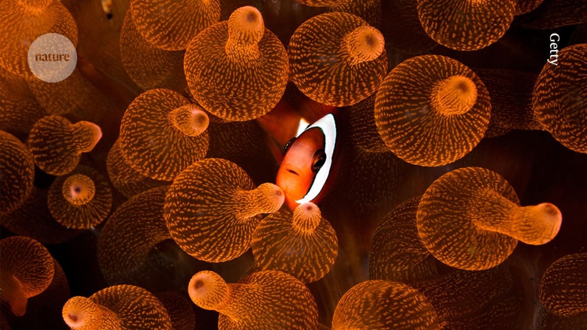 ** Clownfish swimming among sea anemone tentacles in symbiotic partnership underwater