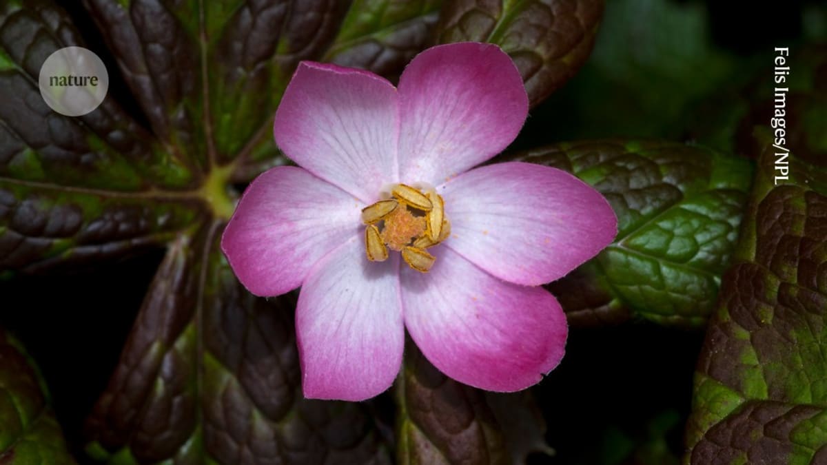 Sinopodophyllum hexandrum flowering plant growing in high-altitude Himalayan mountain habitat