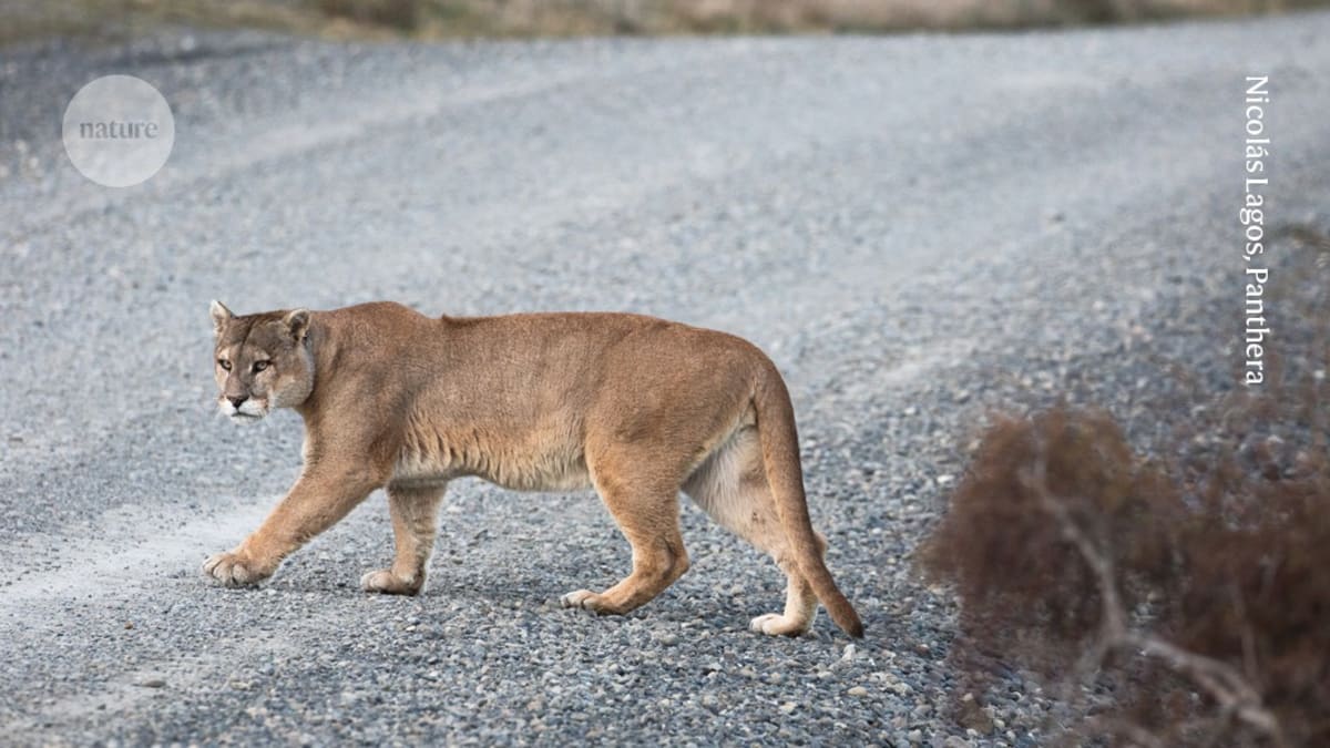 Pumas Cut Deer-Car Crashes on Washington Roads