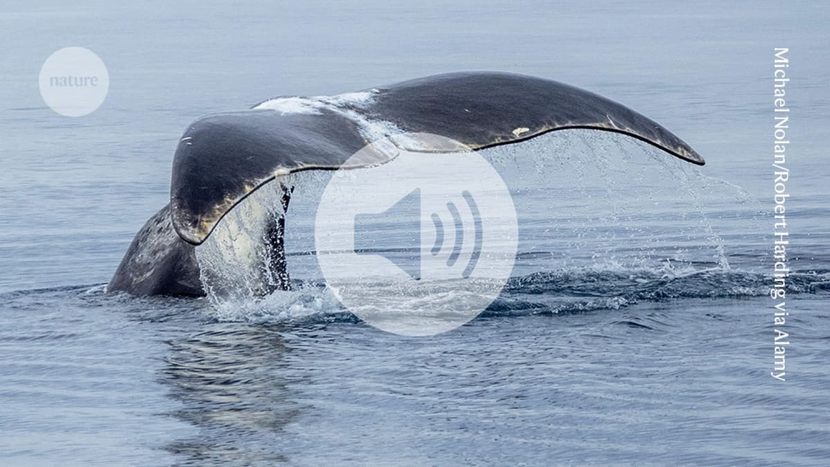 Bowhead whale swimming underwater alongside illustration of DNA double helix structure being repaired