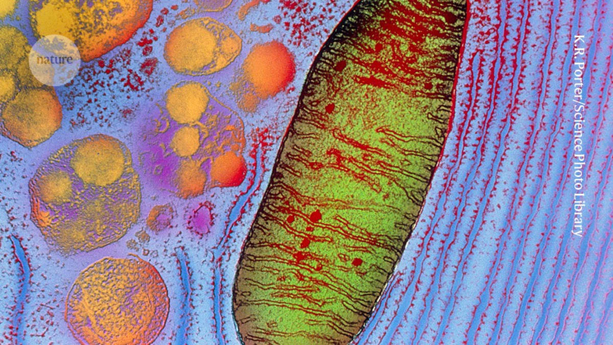 Woman's Leg Muscle Cells Injected Into Eyes to Treat Blindness