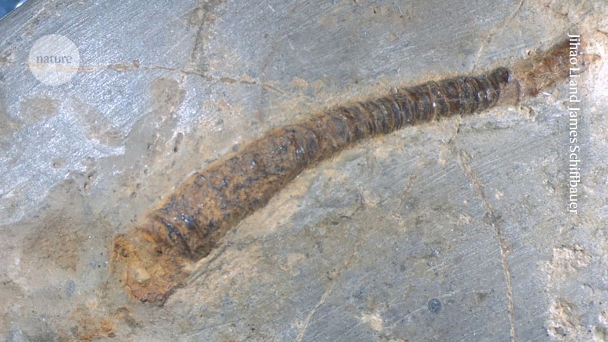 Artistic reconstruction of Conotubus, ancient tube-shaped creature from Ediacaran period 500 million years ago