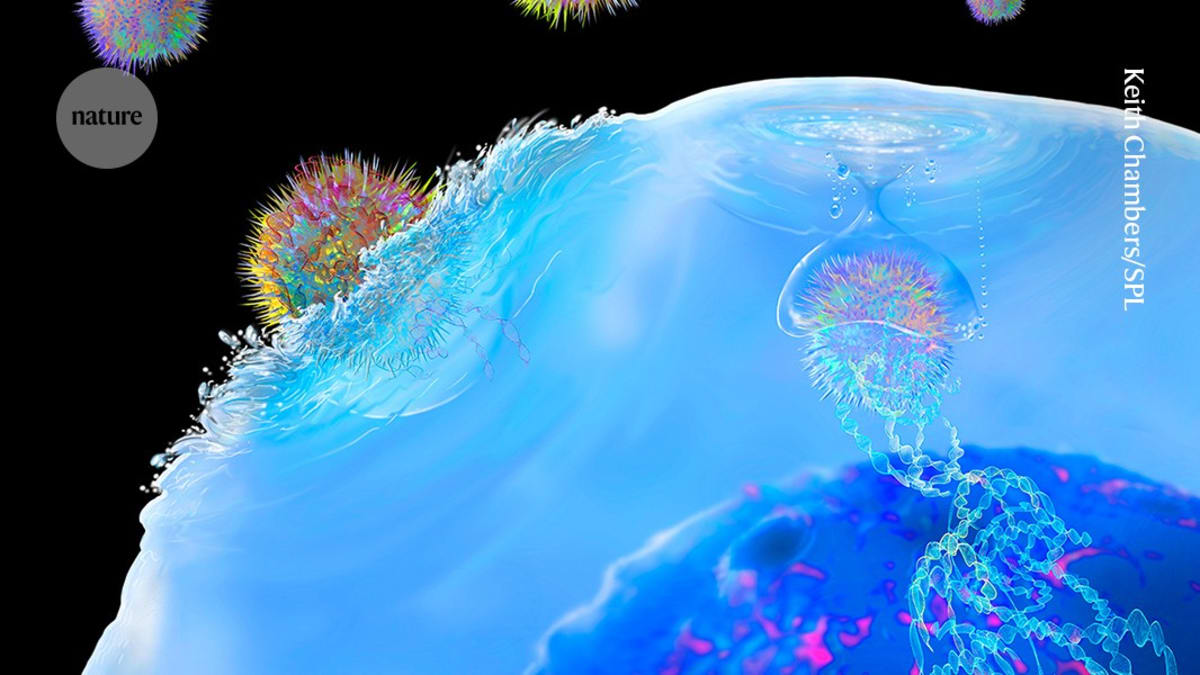 Microscopic view of immune cells being modified to fight autoimmune disease symptoms