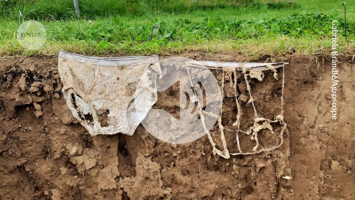 Scientists Buried 1,000 Underpants to Measure Soil Health