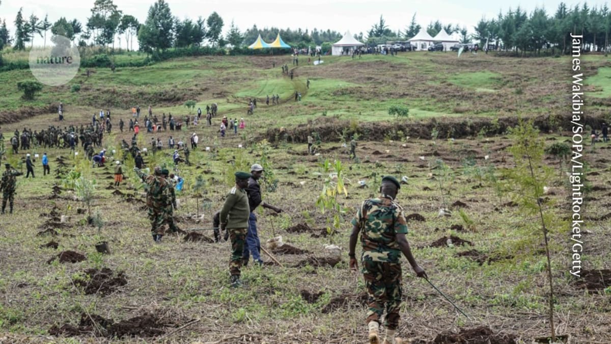 Aerial view of reforestation project in Kenya restoring degraded forest land for future generations