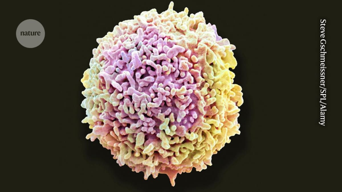 Gut Immune Cells Travel to Brain, Remember Infections