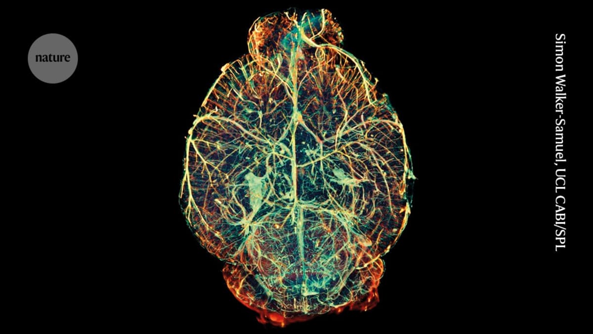 Scientists Find Brain Built From Two Cell Types, Not One