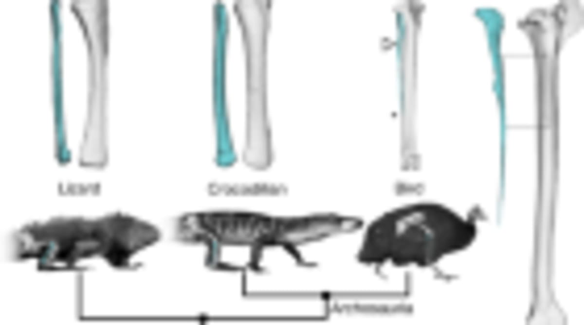 Exoskeletons Go from Sci-Fi to Store Shelves in 10 Years - Image 3