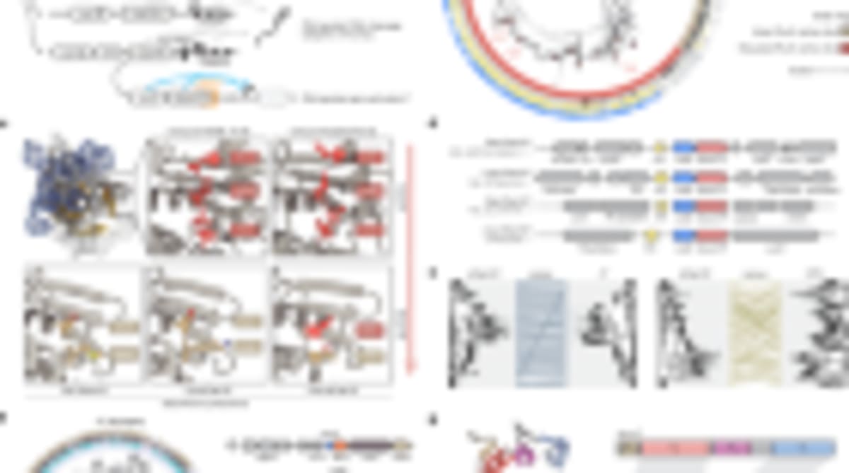 Pig Liver Saves Man's Life Until Human Transplant Ready - Image 4