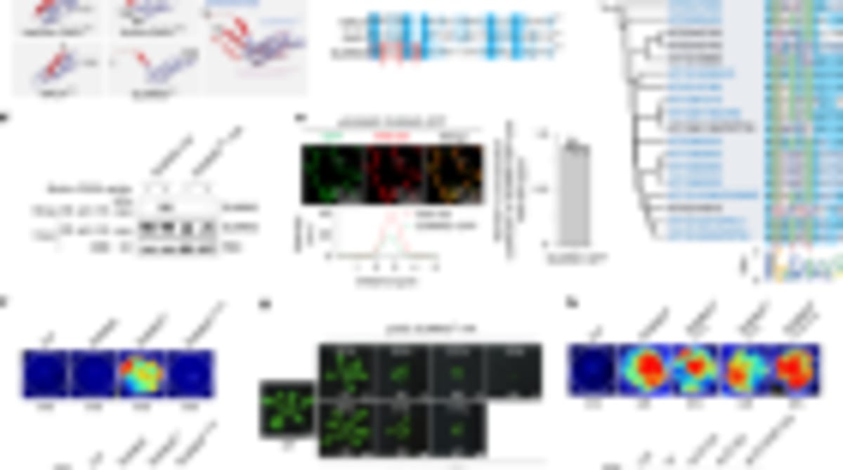 Scientists Crack How Plants Make Life-Saving Malaria Drug - Image 3