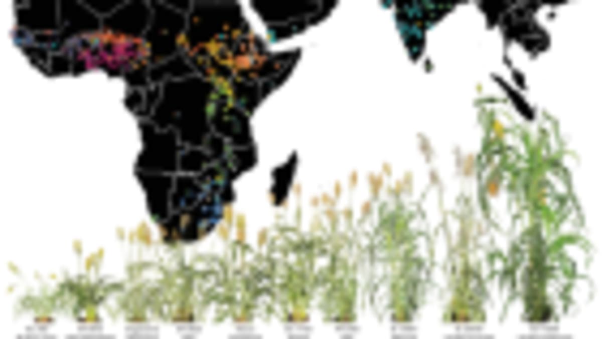 Scientists Crack How Plants Make Life-Saving Malaria Drug - Image 4