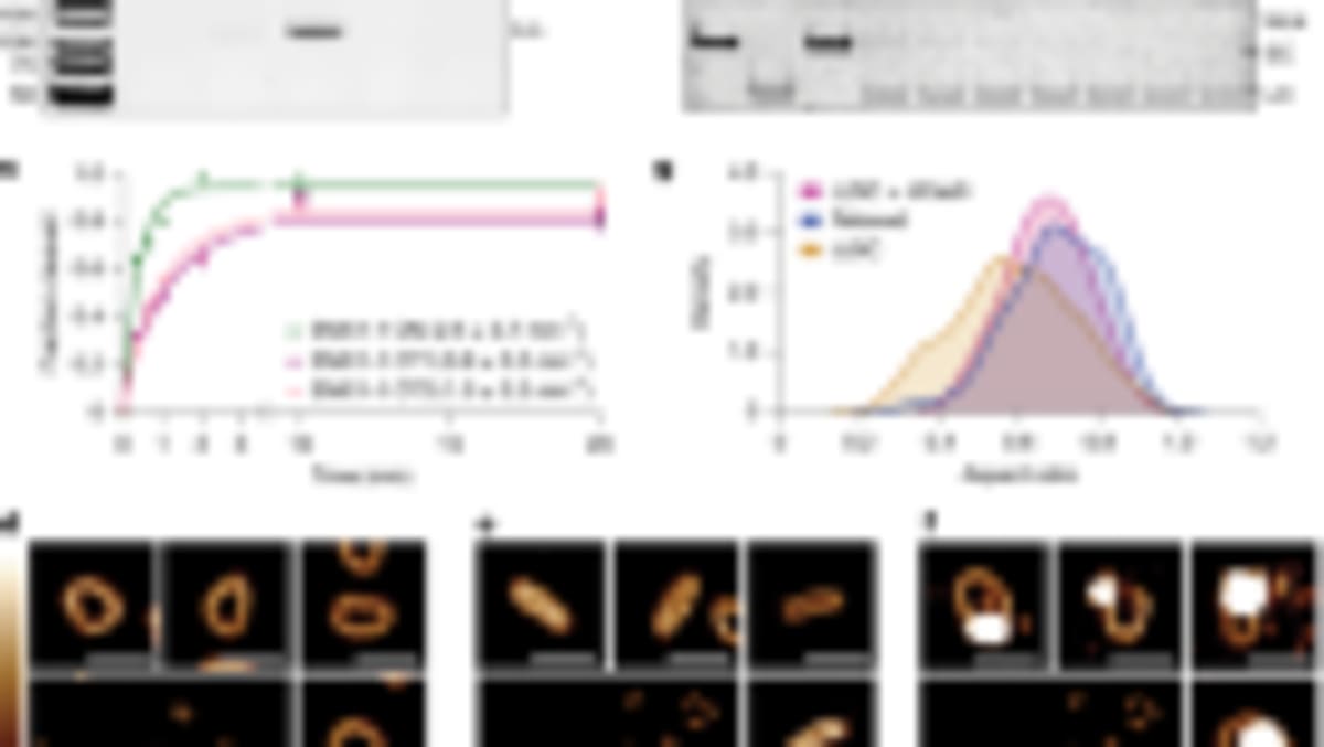 Bacteria Spin Microscopic Pucks Without Touching Them - Image 4