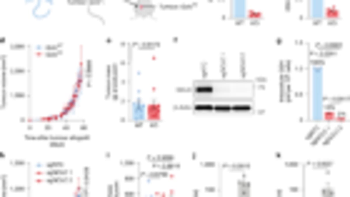 Lab-Grown Oesophagus Helps Pigs Swallow Again - Image 4