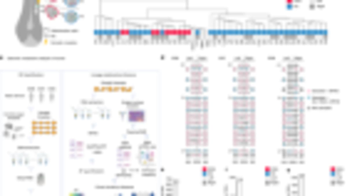 Lab-Grown Mini Brains Unlock Secrets of Human Development - Image 4