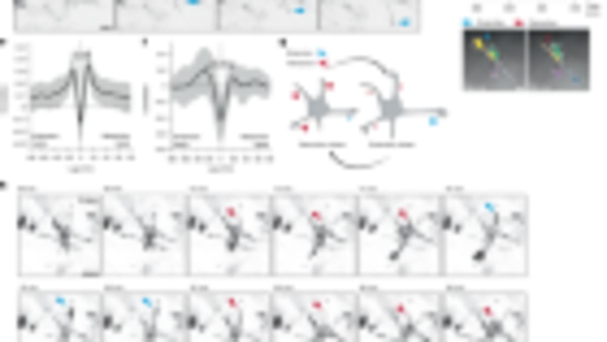 Scientists Create Early Human Sperm Cells in Major Leap - Image 2