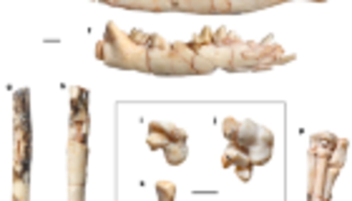 New Book Reveals How Life and Earth Shaped Each Other - Image 4