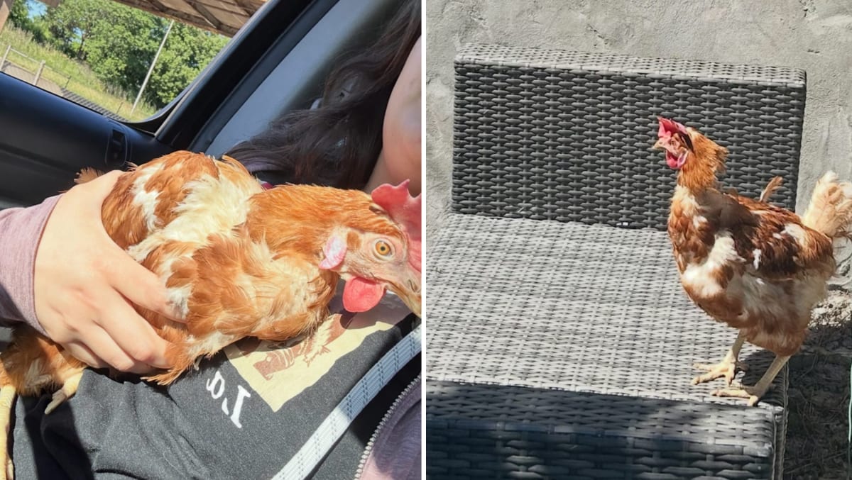 Drone Finds Lost Dog in 7 Minutes After Storm Escape - Image 2
