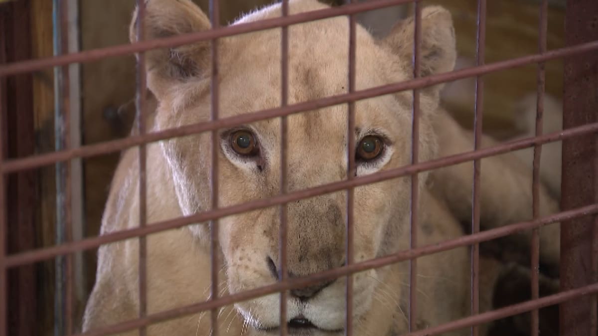 White lioness resting at wildlife sanctuary receiving medical care and treatment