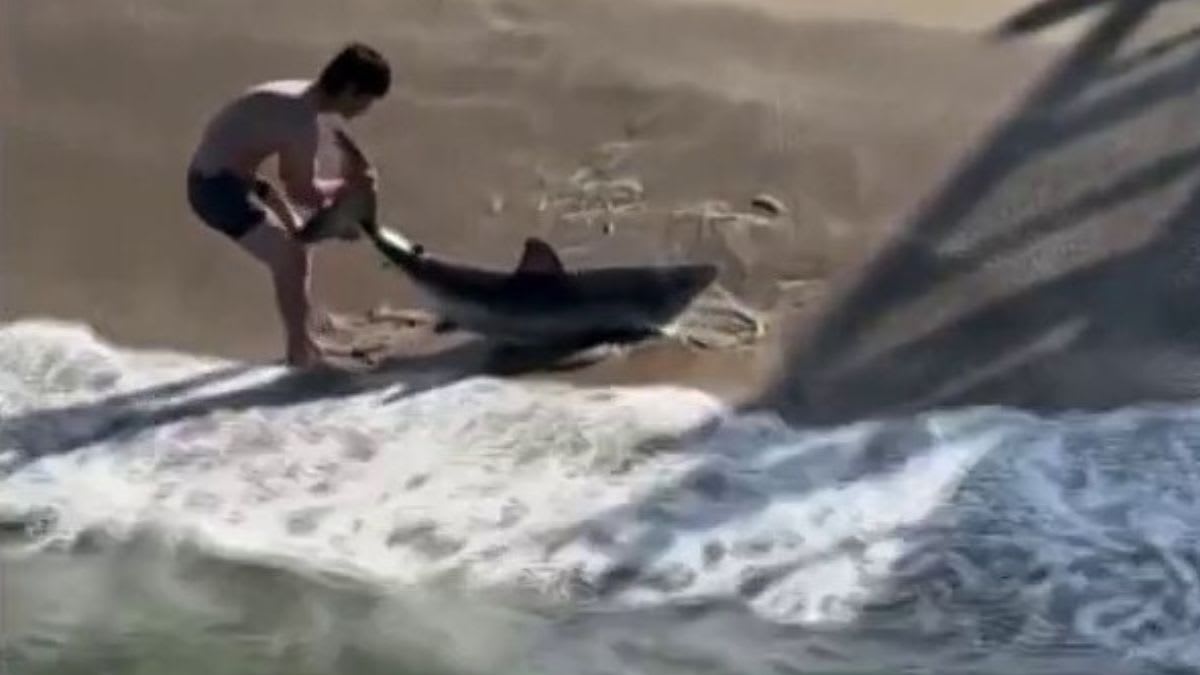 Firefighters Rescue Ducklings Trapped in Storm Drain - Image 5