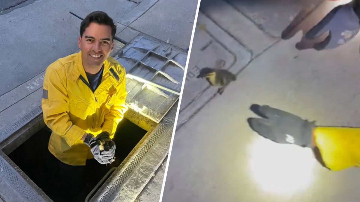 Huntington Beach firefighter gently holding baby ducklings after storm drain rescue operation
