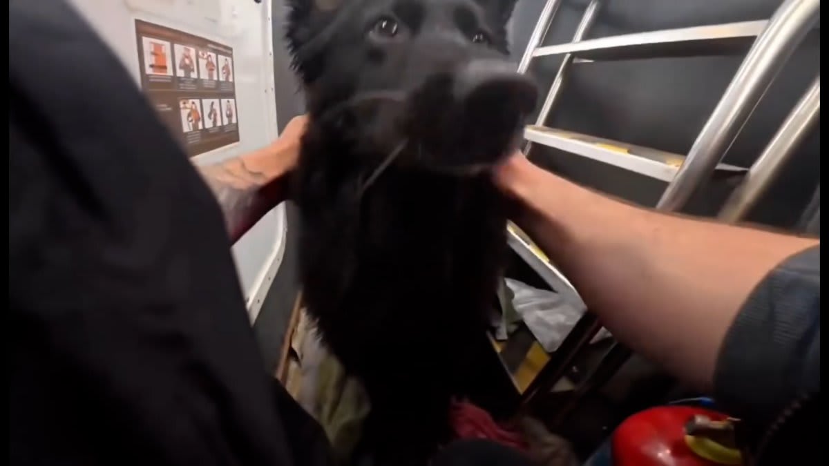 Dog Rescued From Inflatable Kayak 4km Off English Coast