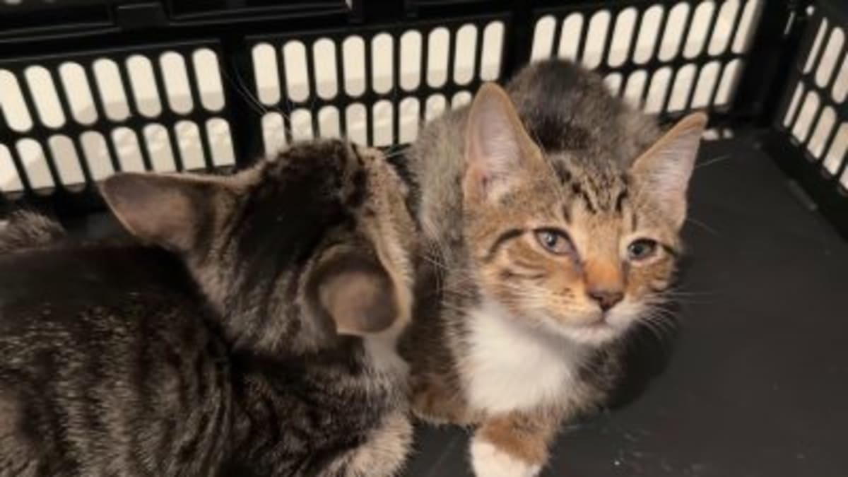 Woman Saves 5 Kittens Dumped at Florida Park - Image 3