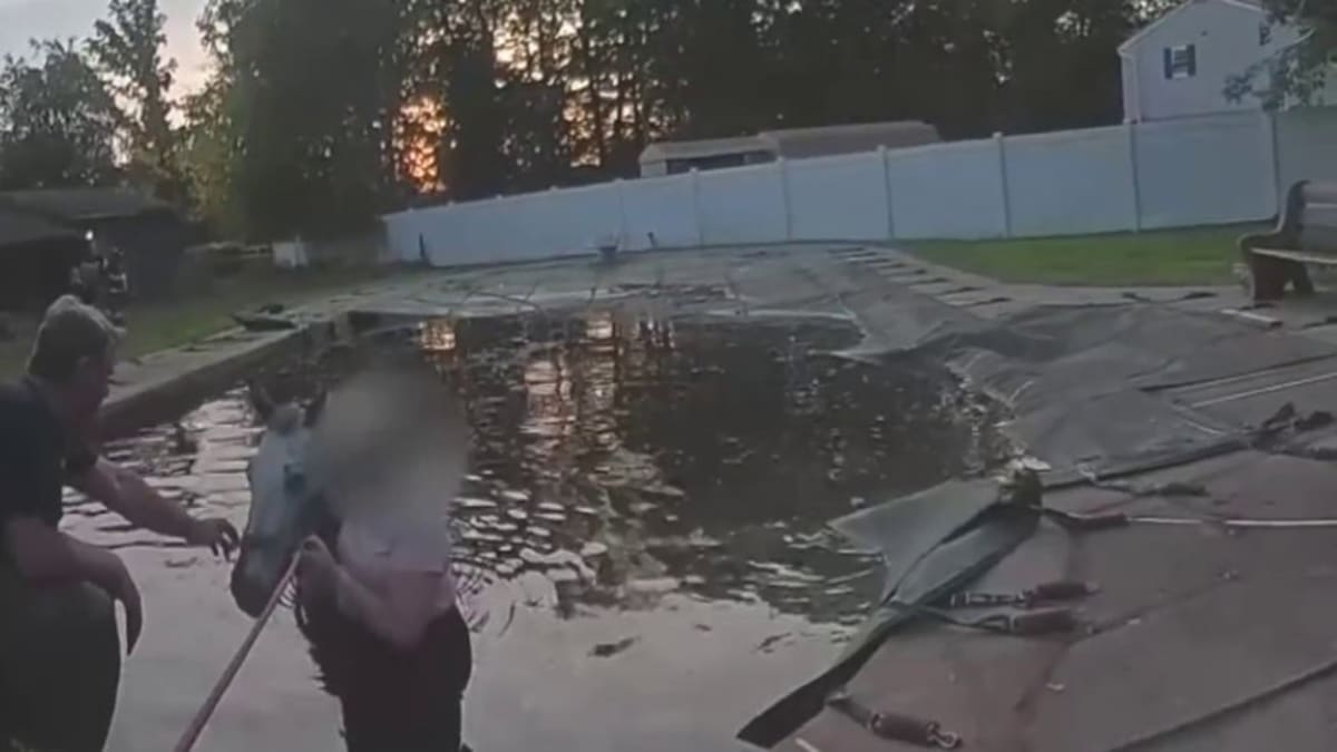 Firefighters Save Blind Horse Trapped in Swimming Pool - Image 5