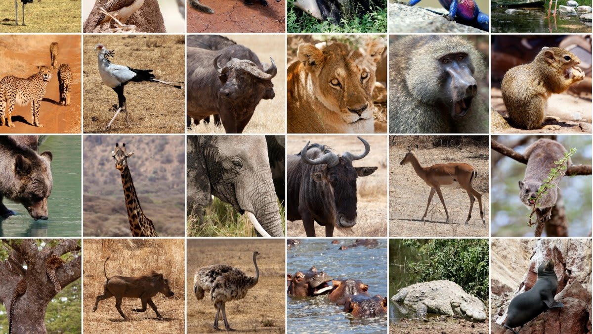 Bezos and DiCaprio Launch $200M Species Rescue Project