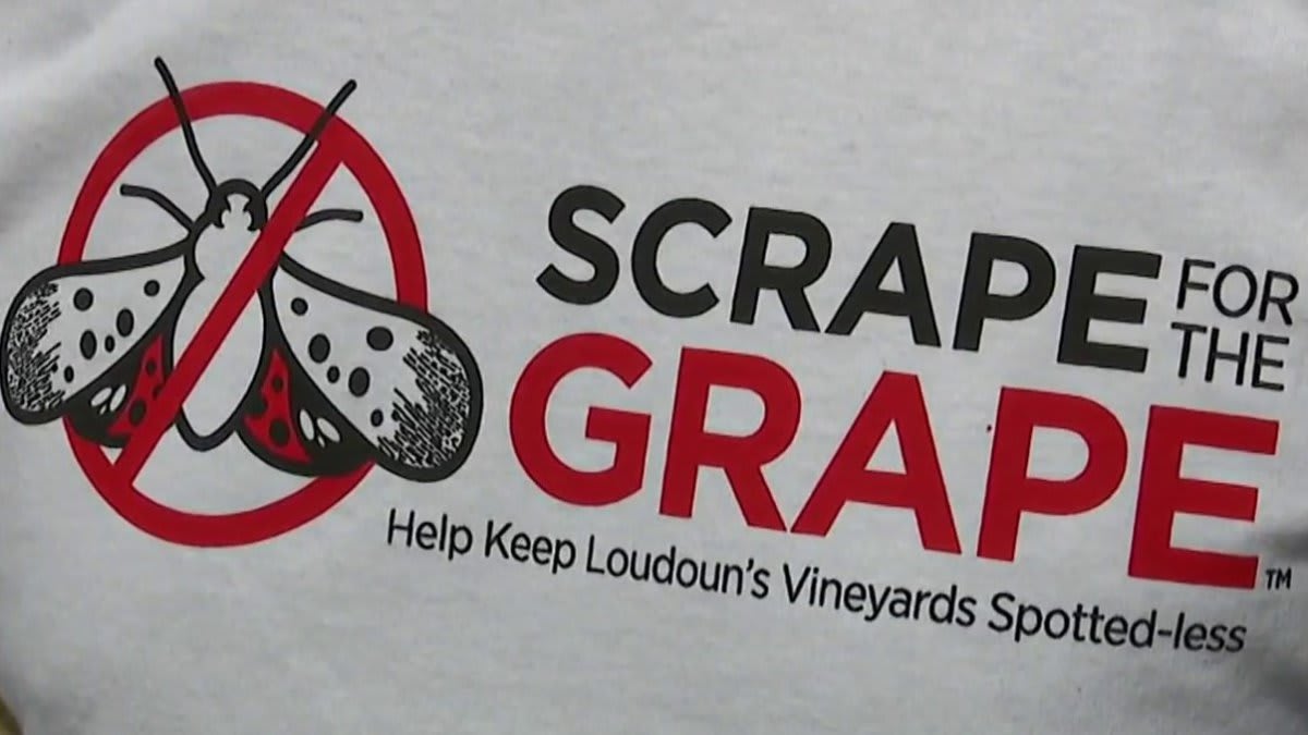 Volunteers using plastic scrapers to remove spotted lanternfly egg pods from grape vines at Virginia vineyard