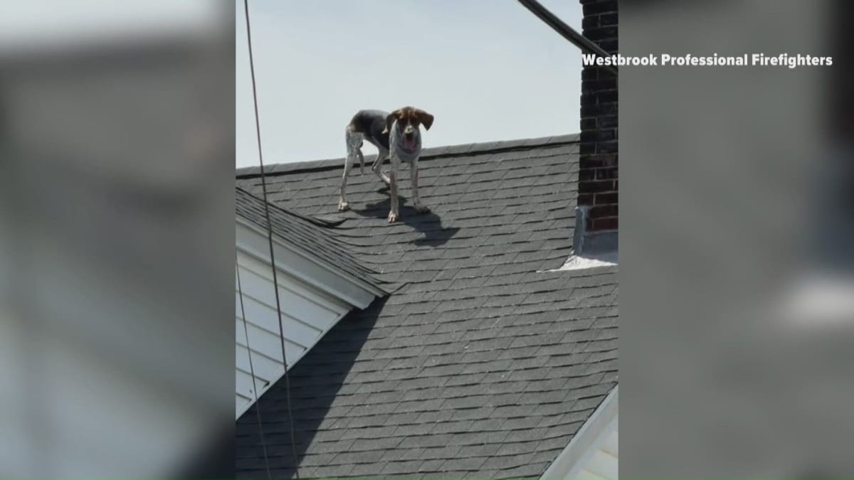 Westbrook Firefighters Rescue Dog Stranded on Roof - Image 2