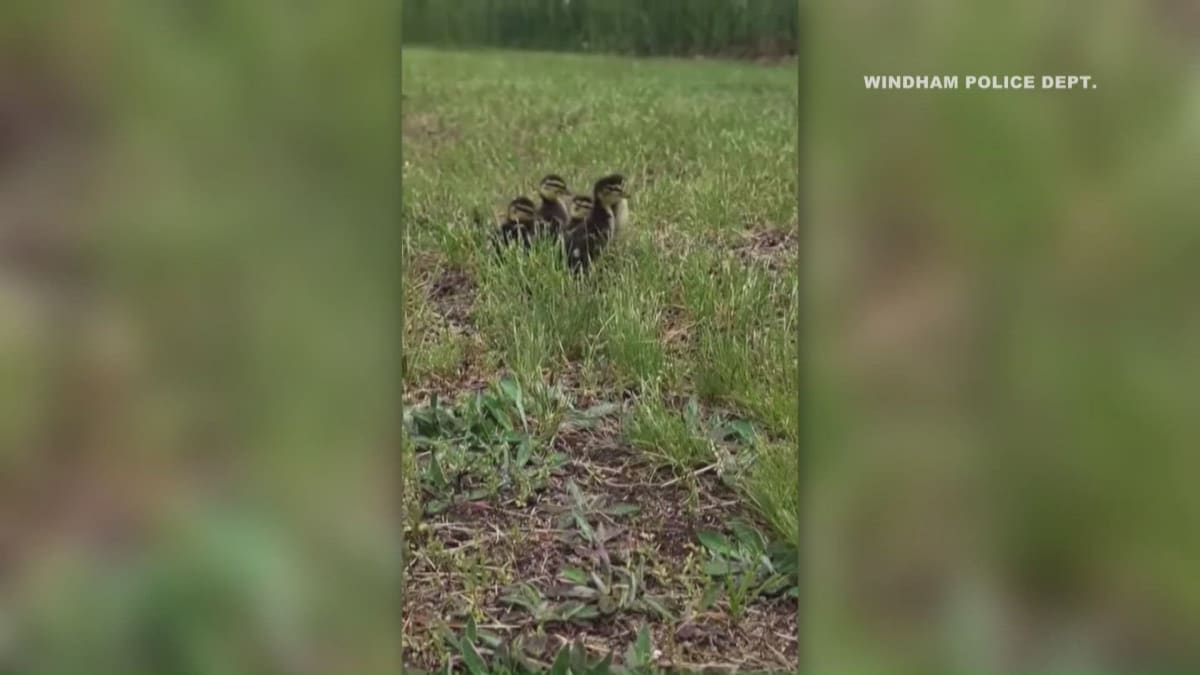 Windham Police Rescue 10 Ducklings from Storm Drain - Image 2