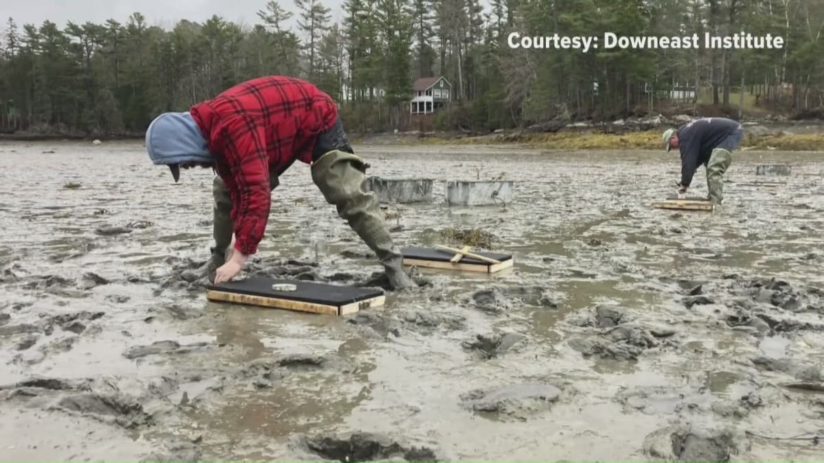 Maine's Clam Boxes Offer Hope After 85% Population Crash - Image 2
