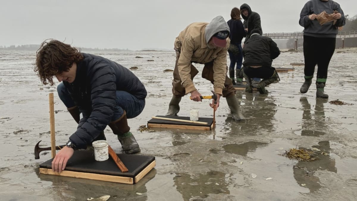 Maine's Clam Boxes Offer Hope After 85% Population Crash