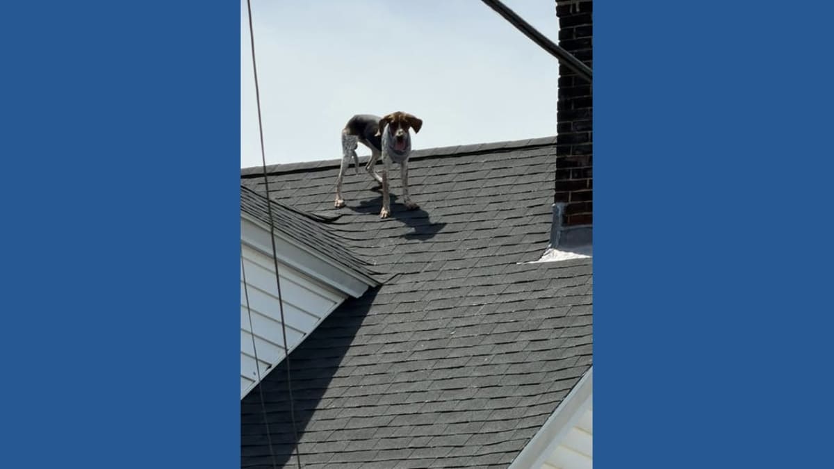 Westbrook Maine firefighters rescuing dog named River from apartment building rooftop