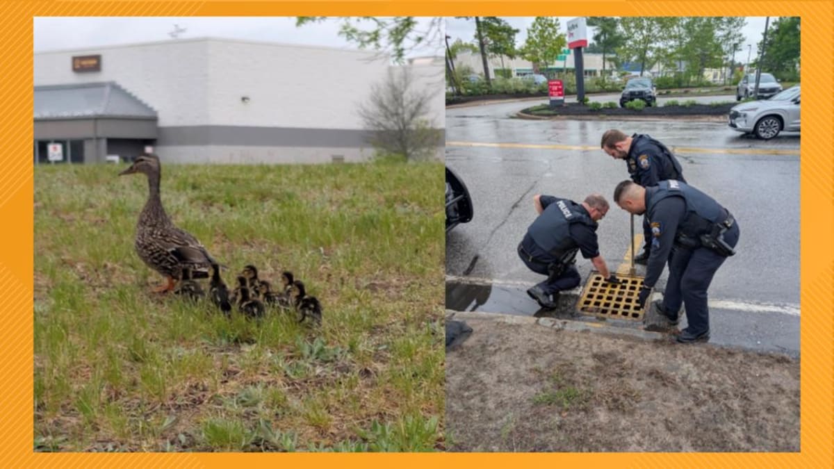 Windham Police Rescue 10 Ducklings from Storm Drain