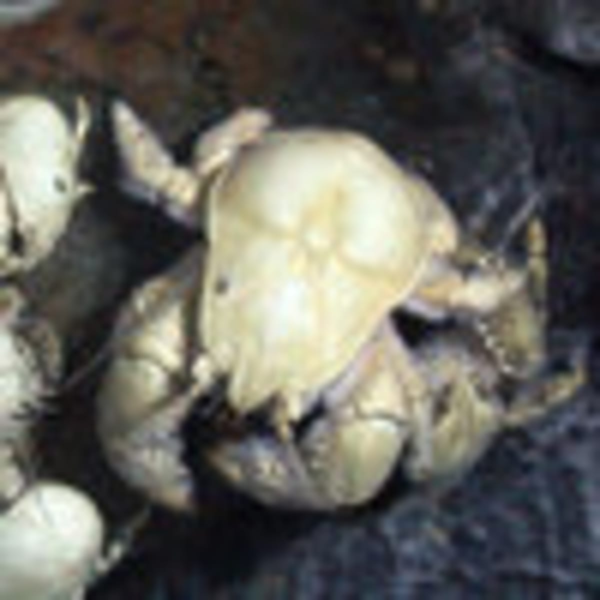 Antarctic Krill Found Thriving at Deep-Sea Vents - Image 4