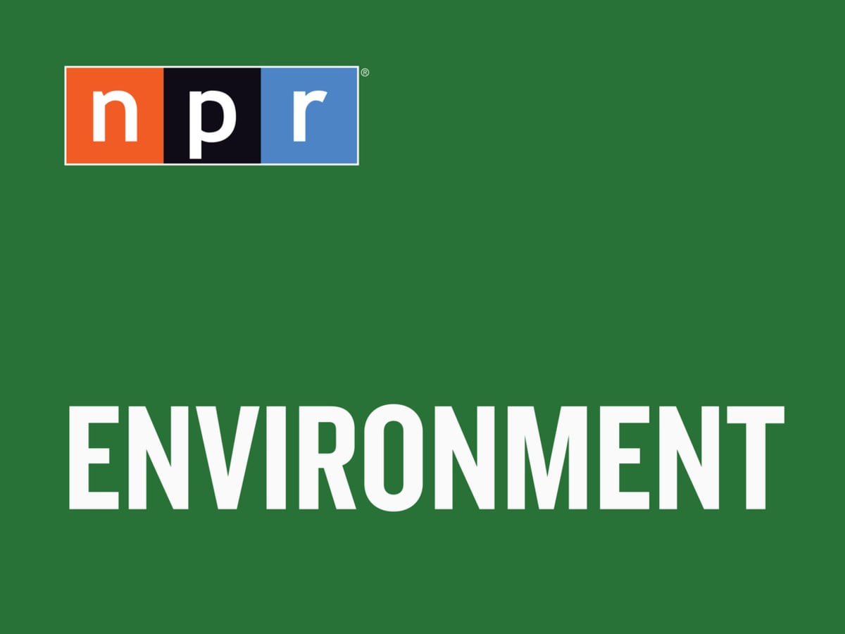 1960s Whale Song Recording Shows Ocean's Changing Sound - Image 2