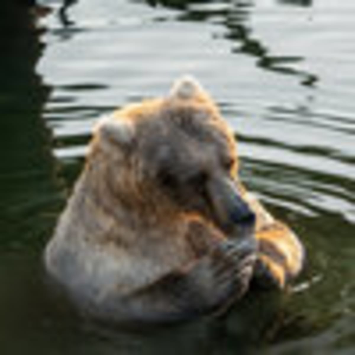 Alaska's Fat Bear Week Expands to 16 Bears for 2026 - Image 3