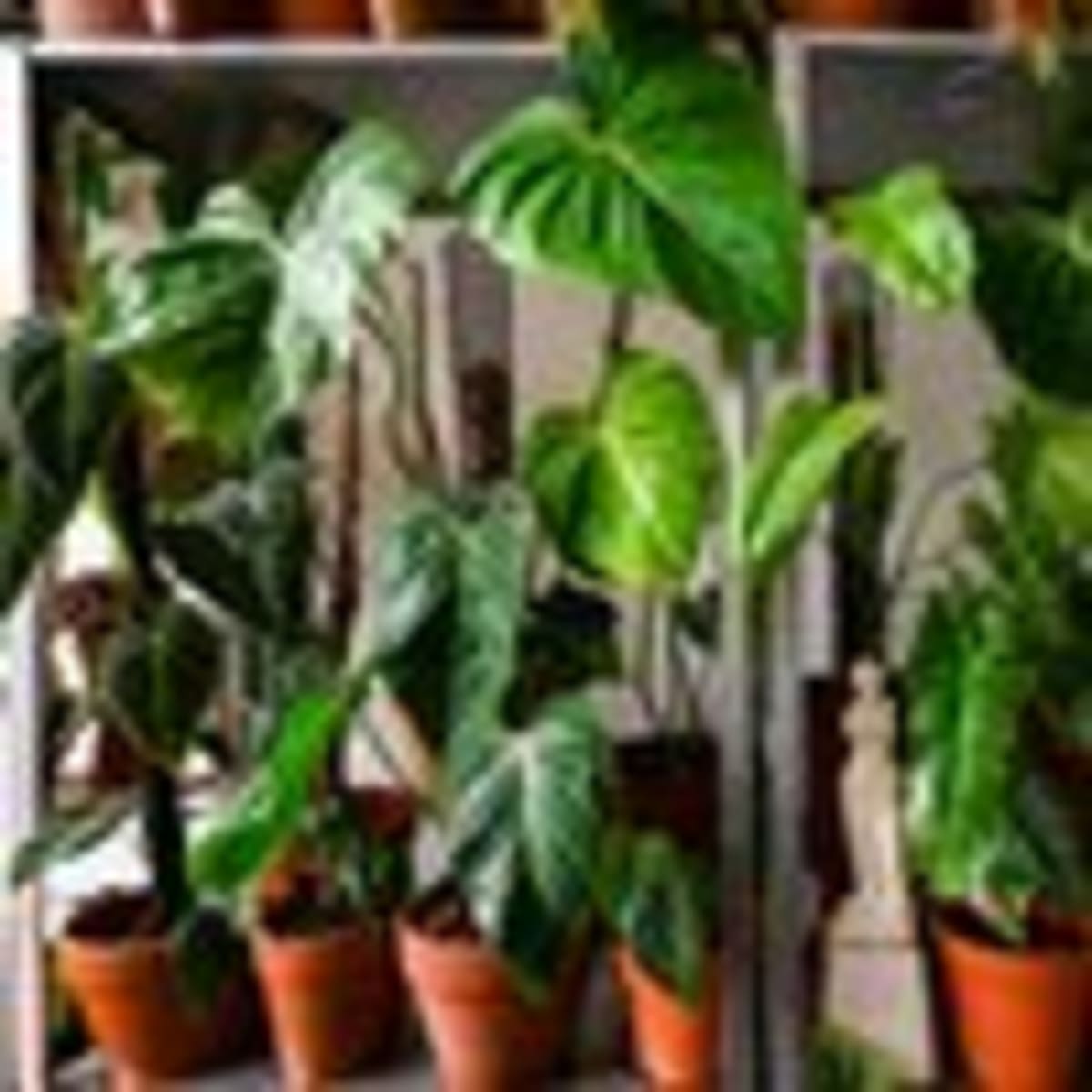 Plants' Extra Genes Help Them Survive Climate Disasters - Image 5