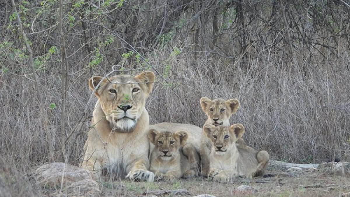 India's Asiatic Lions Rebound from 12 to Nearly 900