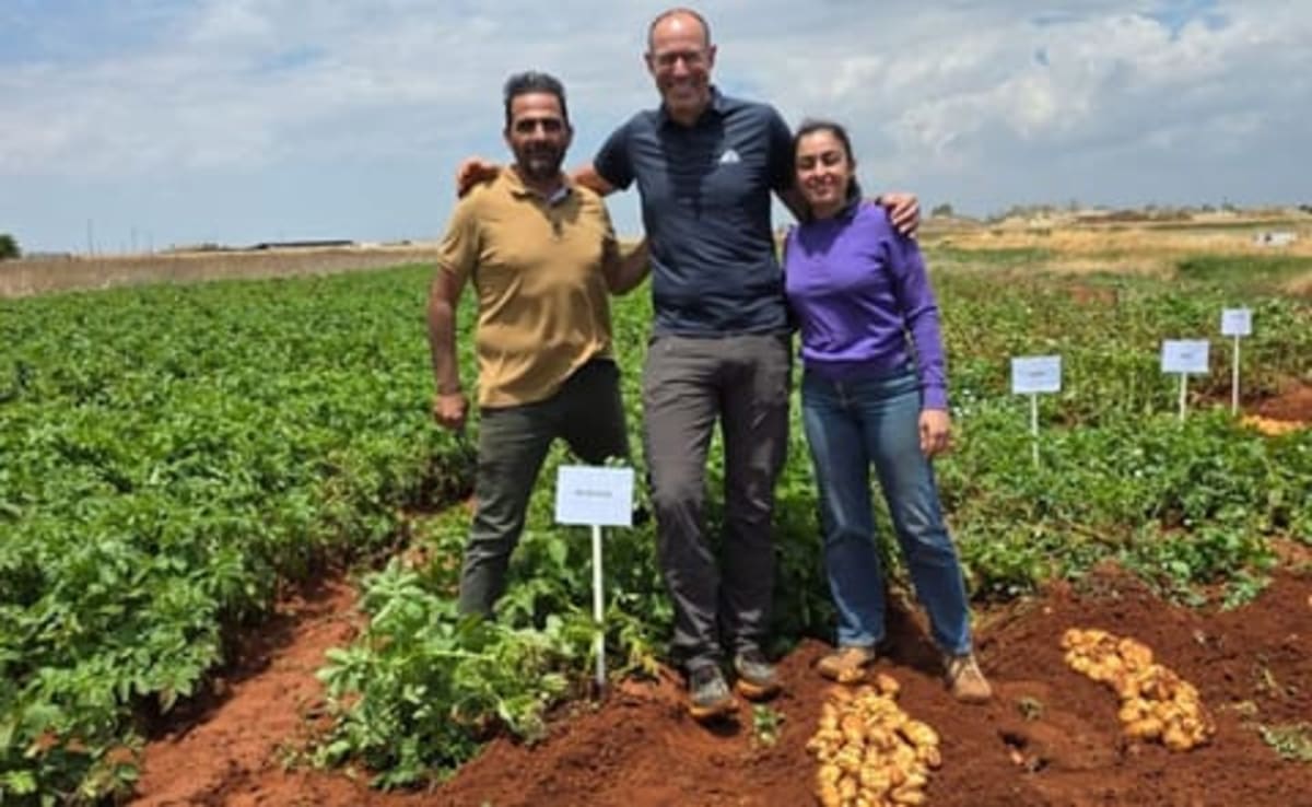 South African Potato Farmers Boost Yields 11% in 5 Years - Image 5
