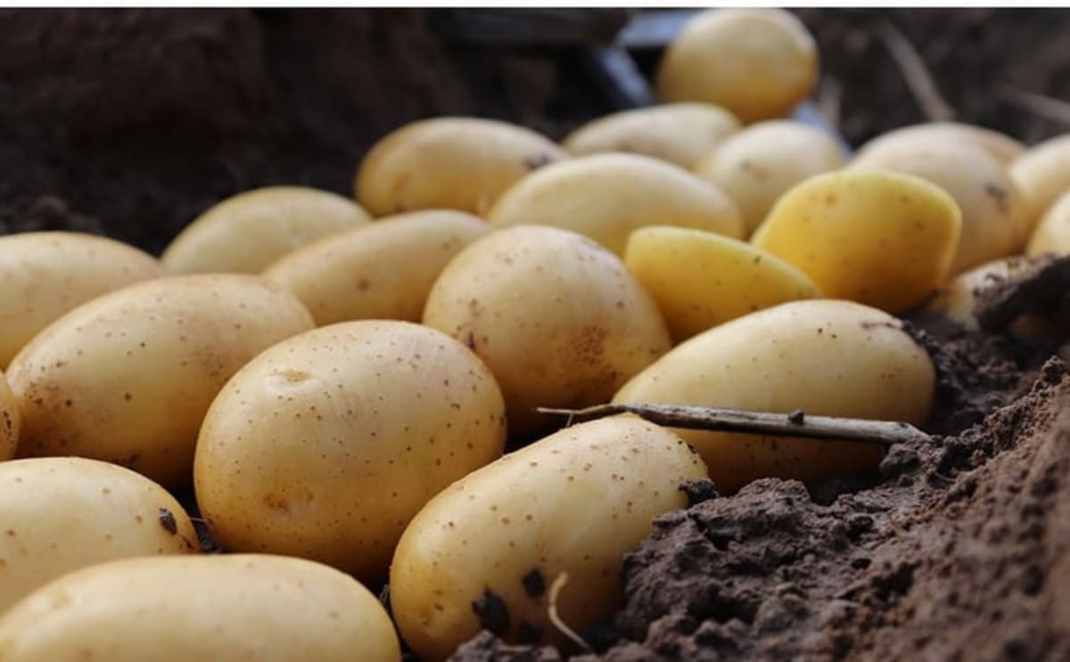 Potato Breeders Crack Climate-Proof Crops Across Europe - Image 3