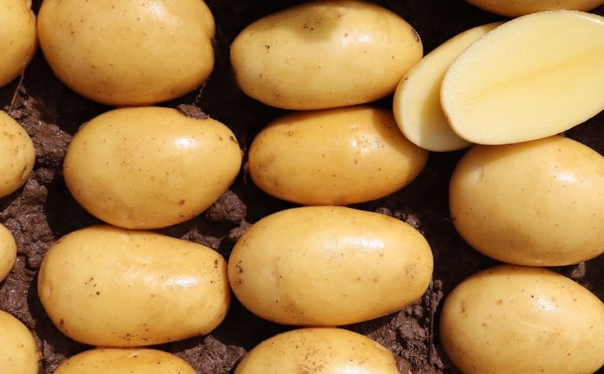 Potato Breeders Crack Climate-Proof Crops Across Europe - Image 4