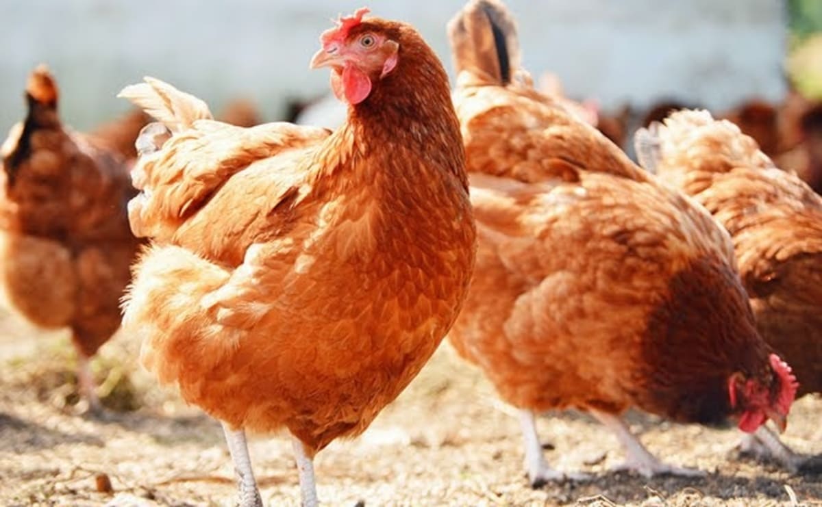 Nigeria Launches 57 New Crop Varieties and Chicken Breed