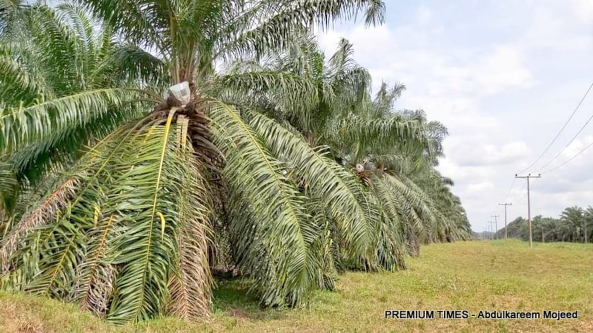 $200M Oil Palm Investment to Create 5,000 Jobs in Abia