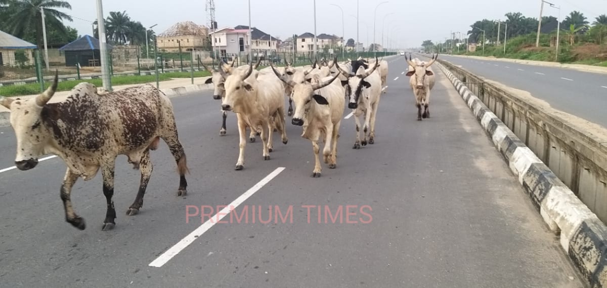 Cattle grazing peacefully in organized pasture land with modern ranch infrastructure in Nigeria