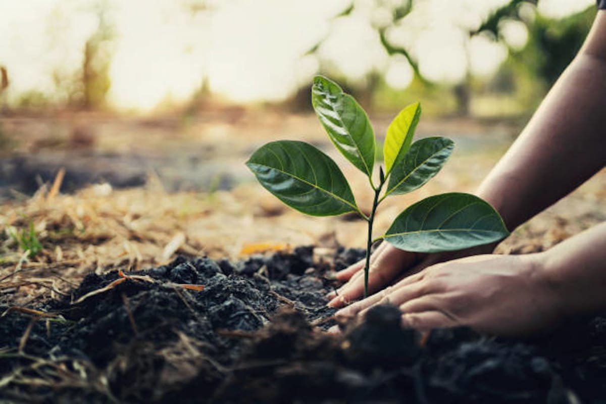 Workers and residents planting young tree saplings in Lagos, Nigeria's urban greening initiative