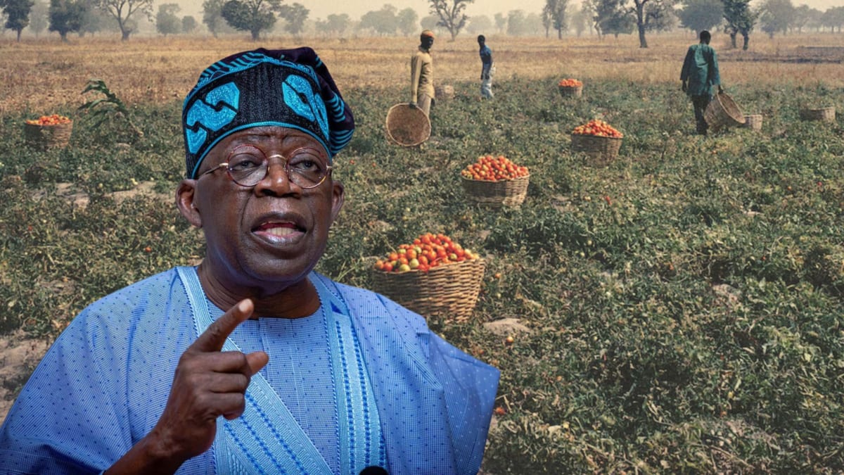 ** Nigerian farmer holding fertilizer bag in agricultural field with crops growing in background