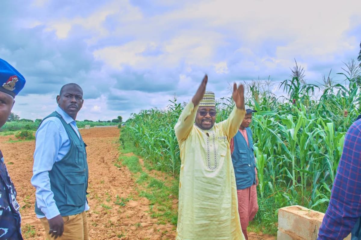 Cattle grazing peacefully on open grassland in Kano State, Nigeria, with farmers working nearby fields